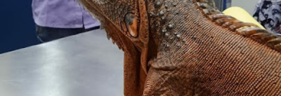 Critter Care Veterinary Clinic