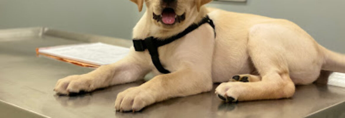 Dr. Sangeeta Vengsarkar Shah