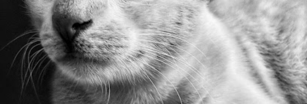 Phoenix Veterinary Speciality