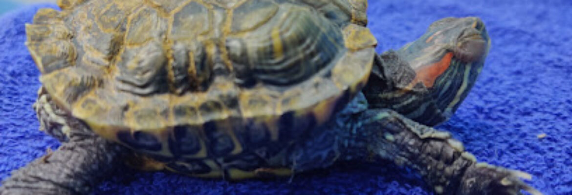 Top Vets Veterinary Speciality Clinic